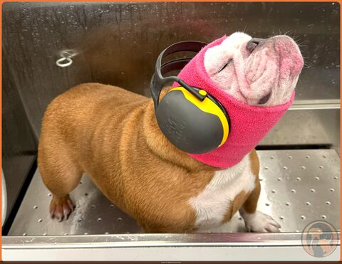 Bulldog wearing a pink Happy Hoodie and Mutt Muffs ear protection during a calm bath in the Bow Tie mobile grooming van — built for anxious pets in Frisco TX