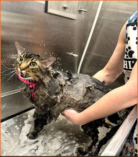 Tabby cat getting a gentle super-sudser bath from Bow Tie's Frisco mobile groomers — dogs and cats groomed in one multi-pet visit
