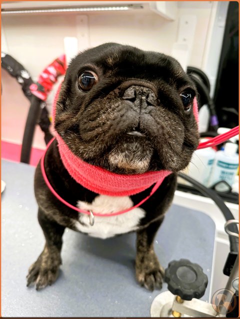 Senior French Bulldog with greying muzzle wearing a red Happy Hoodie during a calm, low-stress comfort groom inside Bow Tie's mobile van in Frisco TX