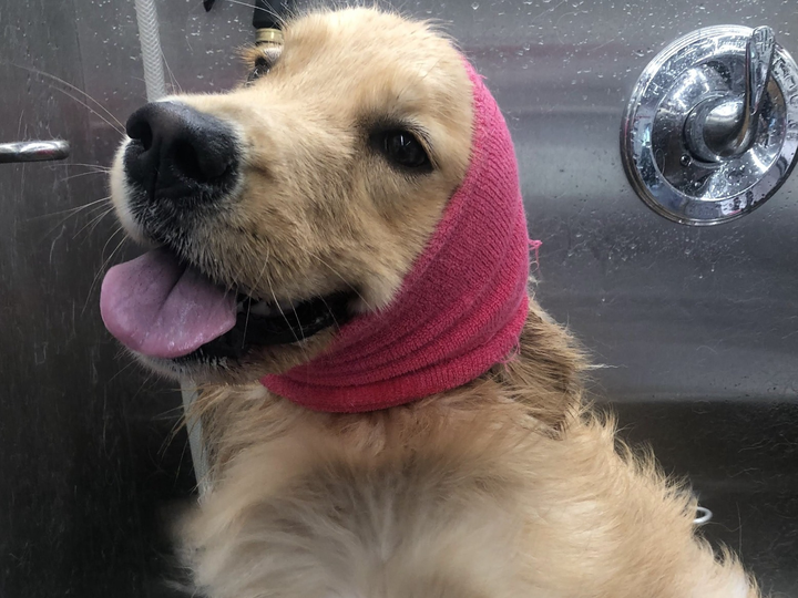 A happy Golden Retriever wearing a pink Happy Hoodie snood during a gentle blow-dry session inside Bow Tie's mobile grooming van at an at-home appointment in Lakeside on Preston, Plano, TX. The freshly bathed pup sits contentedly in the stainless steel bathing station with tongue out, showing the calm, stress-free drying experience that Bow Tie provides. The cozy Happy Hoodie wraps snugly around the dog's ears, muffling the sound of the high-velocity dryer to keep sensitive ears comfortable and reduce anxiety. Water droplets on the steel walls reflect the thorough bathing that precedes every blow-dry. This gentle drying technique helps prevent hot spots, odors, and matting while keeping your pet relaxed and happy. The Blow Dry service is always included with every routine grooming appointment, delivered at your doorstep in Frisco, McKinney, Plano, Prosper, and The Colony.