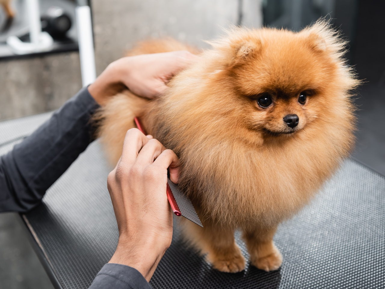 Dog being carefully brushed and combed out during grooming inside Bow Tie Grooming van in Frisco, TX