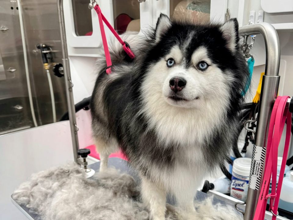 A stunning Pomsky with striking ice-blue eyes and a luxurious black and white double coat standing on the grooming table inside Bow Tie's mobile grooming van after a thorough brush and comb-out session during an at-home appointment in Windsong Ranch, Prosper, TX. The fluffy pup's thick coat is freshly brushed and beautifully fluffed, with a pile of removed loose undercoat visible on the grooming table — showcasing the effectiveness of Bow Tie's de-shedding and brushing techniques. The dog's alert, happy expression and soft, detangled fur demonstrate the gentle handling that makes the grooming experience stress-free. The professional mobile salon features grooming arms, safety loops, and sanitizing supplies in the background. The Brush and Comb-Out service includes thorough brushing and detangling to remove loose coat for a softer, silkier shine — always included with every routine grooming appointment, delivered at your doorstep in Frisco, McKinney, Plano, Prosper, and The Colony.
