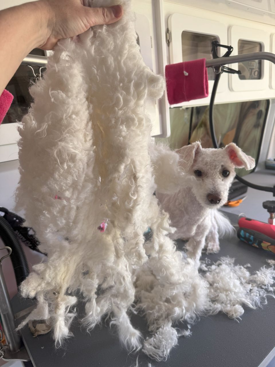 Dramatic before-and-after moment inside Bow Tie's mobile grooming van during a de-matting appointment in Austin Ranch, The Colony, TX. The groomer holds up a massive sheet of severely matted white fur that was carefully removed, revealing just how much uncomfortable, tangled coat the small white Maltese mix was carrying. The freshly shaved down pup stands on the grooming table looking relieved and comfortable, with soft pink skin now visible beneath the close clip. Additional clumps of removed matting scatter across the non-slip table surface. This image illustrates why regular grooming is essential — severe matting like this pulls painfully on the skin, traps moisture, and can lead to skin irritation or infection. Bow Tie's De-Matting service gently removes mats for comfort and skin health, though a full shave-down is sometimes recommended for your pet's safety when matting becomes this severe. Professional grooming equipment and the mobile salon's white cabinetry are visible in the background. De-matting is assessed at every appointment and available throughout Frisco, McKinney, Plano, Prosper, and The Colony.