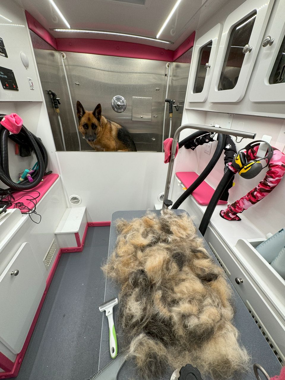 De-shedding treatment performed on German Shepherd inside Bow Tie Grooming van in Frisco, TX