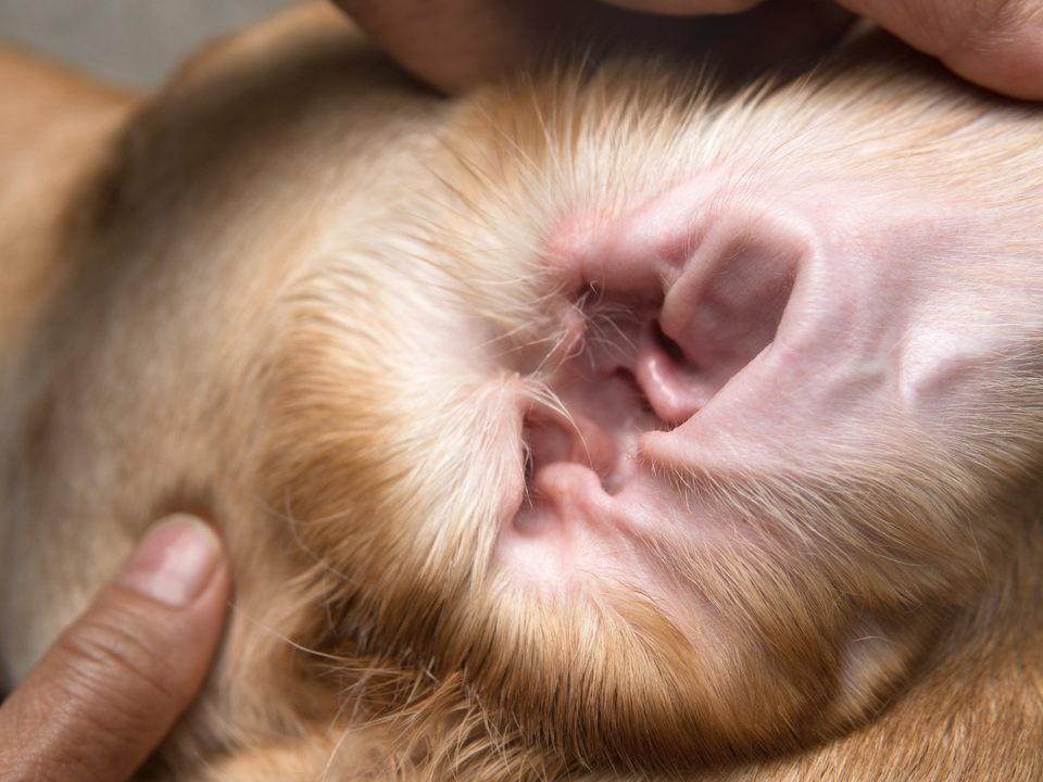 Close-up of a Golden Retriever's ear being gently cleaned and examined inside Bow Tie's mobile grooming van during an at-home appointment in The Tribute, The Colony, TX. Helen, Lead Groomer, carefully lifts the soft, golden ear flap to reveal the healthy pink inner ear canal, demonstrating the thorough cleaning and inspection that accompanies every ear cleaning service. The dog's silky, apricot-gold fur frames the ear as Helen checks for wax buildup, debris, or signs of irritation. Bow Tie's Ear Cleaning service uses an alcohol-free, non-irritating ear wash that gently removes wax and odor while supporting comfortable, healthy ears. This essential wellness service is always included with every routine grooming appointment, delivered at your doorstep in Frisco, McKinney, Plano, Prosper, and The Colony.