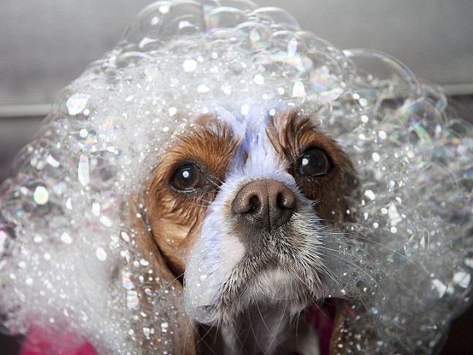 Close-up of an adorable Cavalier King Charles Spaniel with big, soulful brown eyes peeking through a crown of iridescent soap bubbles during a facial wash treatment inside Bow Tie's mobile grooming van at an at-home appointment in Kings Ridge, Plano, TX. The Blenheim-colored pup's chestnut and white face is enveloped in luxurious, shimmering foam, showcasing the gentle, tearless facial cleansing experience. The Facial Wash service uses sulfate-free products to freshen the face, reduce tear stains, and brighten the muzzle — with an optional blueberry upgrade available for extra brightening and a fresh scent. This pampering treatment is always included with every routine grooming appointment, delivered at your doorstep in Frisco, McKinney, Plano, Prosper, and The Colony.