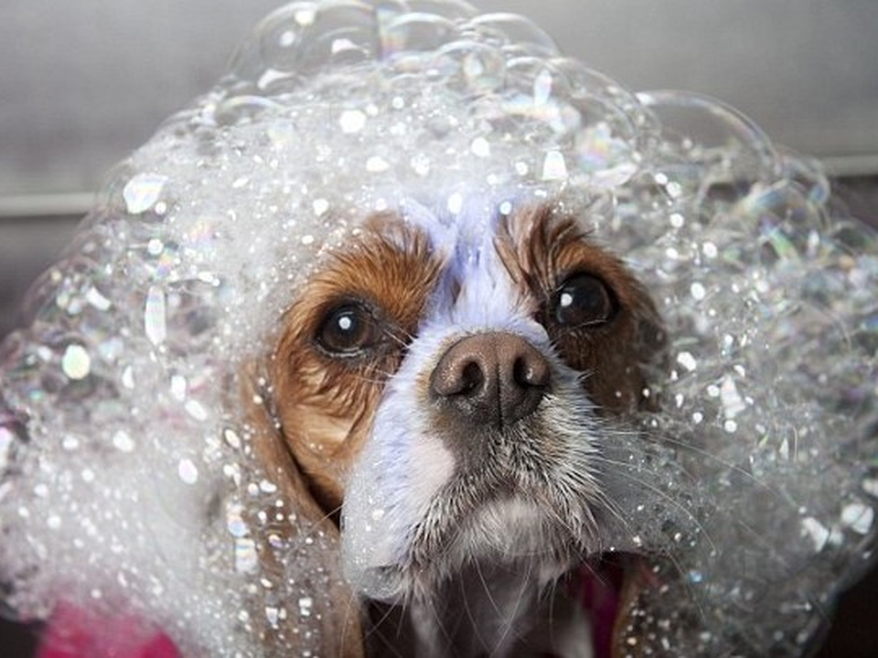 Dog enjoys blueberry facial wash inside Bow Tie Mobile Spa in Plano, TX
