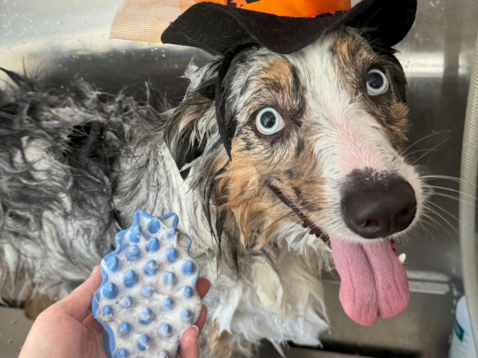 A blue merle Australian Shepherd with striking pale blue eyes receiving a premium bath inside Bow Tie's mobile grooming van during a routine at-home grooming appointment in Phillips Creek Ranch, Frisco, TX. The playful pup's tongue hangs out happily while wearing a festive orange and black Halloween witch hat, showcasing the fun, stress-free atmosphere of Bow Tie's one-on-one mobile grooming experience. The groomer uses a blue rubber curry brush to work shampoo deep into the dog's wet, lathered coat, providing a soothing massage while lifting loose fur and promoting healthy skin. The stainless steel bathing station and water droplets in the background reflect the professional mobile salon environment. Regular grooming services include a warm hydro-massage bath, facial wash, gentle blow-dry, thorough brush and comb-out, nail trim, and ear cleaning — perfect upkeep between haircuts for dogs throughout Frisco, McKinney, Plano, Prosper, and The Colony.
