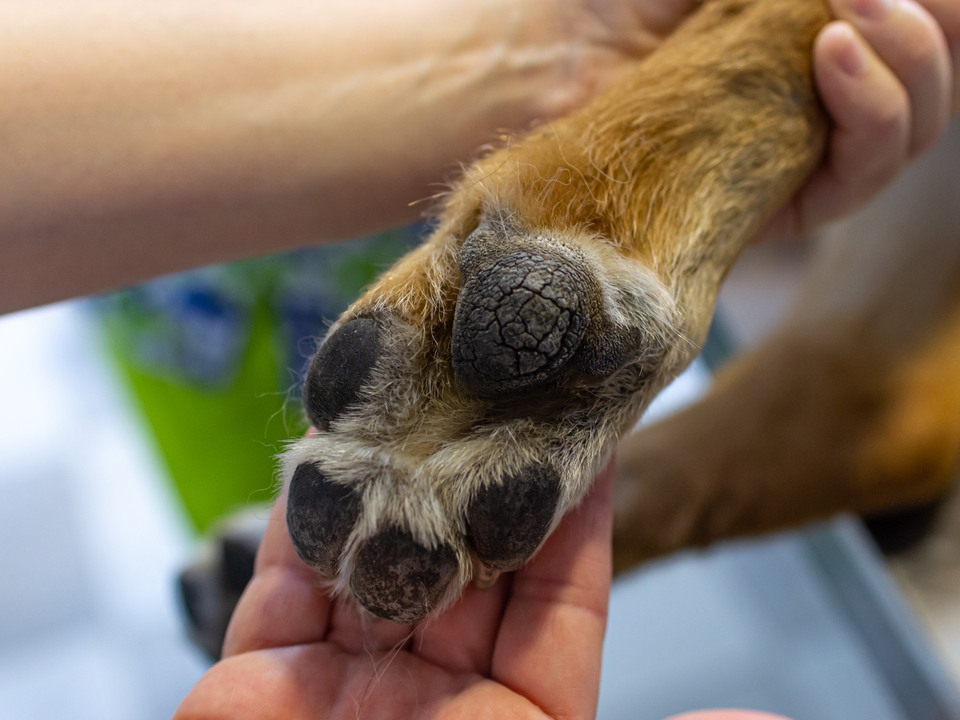 Close-up of a groomer gently cradling a dog's paw during a paw balm assessment at a grooming appointment in Craig Ranch, McKinney, TX. The underside of the paw reveals dry, cracked paw pads with visible fissures and rough texture — a common condition caused by hot pavement, cold weather, or seasonal dryness. The groomer's careful grip allows for close inspection of the pad condition before applying a soothing balm treatment. Bow Tie's Paw Balm service soothes and conditions dry, cracked pads, keeping paws soft, protected, and comfortable — especially important for seasonal paw protection during hot Texas summers and dry winters. This optional add-on is available with any grooming appointment throughout Frisco, McKinney, Plano, Prosper, and The Colony.