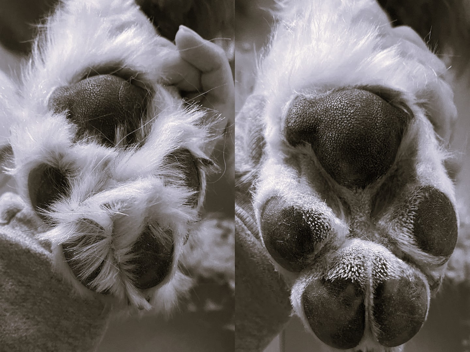Side-by-side before-and-after comparison of a paw pad trim performed during a grooming appointment in Willow Bend, Plano, TX. The left image shows a fluffy white paw with overgrown fur sprouting between the paw pads, obscuring the textured dark pads and creating a slippery, matted surface. The right image reveals the same paw after a professional paw pad trim — the excess hair has been neatly clipped away, exposing the healthy dark paw pads with their natural grip texture clearly visible. The transformation demonstrates how trimming pad hair improves traction on slick floors, reduces tracked-in dirt and debris, and promotes overall paw hygiene. Bow Tie's Paw Pad Trim service creates comfier, cleaner paws and is available as an optional add-on to any grooming appointment throughout Frisco, McKinney, Plano, Prosper, and The Colony.