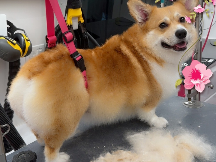 A happy Pembroke Welsh Corgi with a classic red and white coat stands on the non-slip grooming table inside Bow Tie's mobile grooming van after a sanitary trim during a grooming appointment in Artesia, Prosper, TX. The smiling pup looks back over its shoulder, showing off its signature fluffy Corgi rear — now neatly trimmed for hygiene and comfort. A pink safety harness keeps the dog secure on the non-slip table, while tufts of trimmed fur are visible on the surface below. The professional mobile salon features a high-velocity dryer, yellow noise-canceling earmuffs for sensitive pups, and grooming arms in the background. Decorative pink hibiscus flowers add a cheerful touch to the scene. Bow Tie's Sanitary Trim service neatly shortens hair in hygienic areas to keep things clean, comfy, and easy to maintain between grooming appointments. This optional hygiene maintenance add-on is available with any grooming appointment throughout Frisco, McKinney, Plano, Prosper, and The Colony.