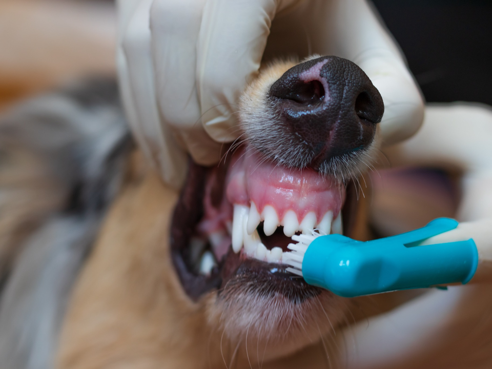 Close-up of a Golden Retriever receiving a teeth brushing treatment inside Bow Tie's mobile grooming van during an at-home appointment in Lakewood at Brookhollow, Prosper, TX. The groomer, wearing protective white gloves, gently holds the dog's muzzle while using a turquoise silicone finger brush to clean along the gum line and teeth. The dog's healthy pink gums and clean white teeth are visible, demonstrating the effectiveness of regular dental care. Bow Tie's Teeth Brushing service uses a spearmint oral gel that helps reduce odor, bacteria, plaque, and tartar buildup — promoting fresher breath and better oral health between veterinary cleanings. This essential dental wellness service is always included with every routine grooming appointment, delivered at your doorstep in Frisco, McKinney, Plano, Prosper, and The Colony.