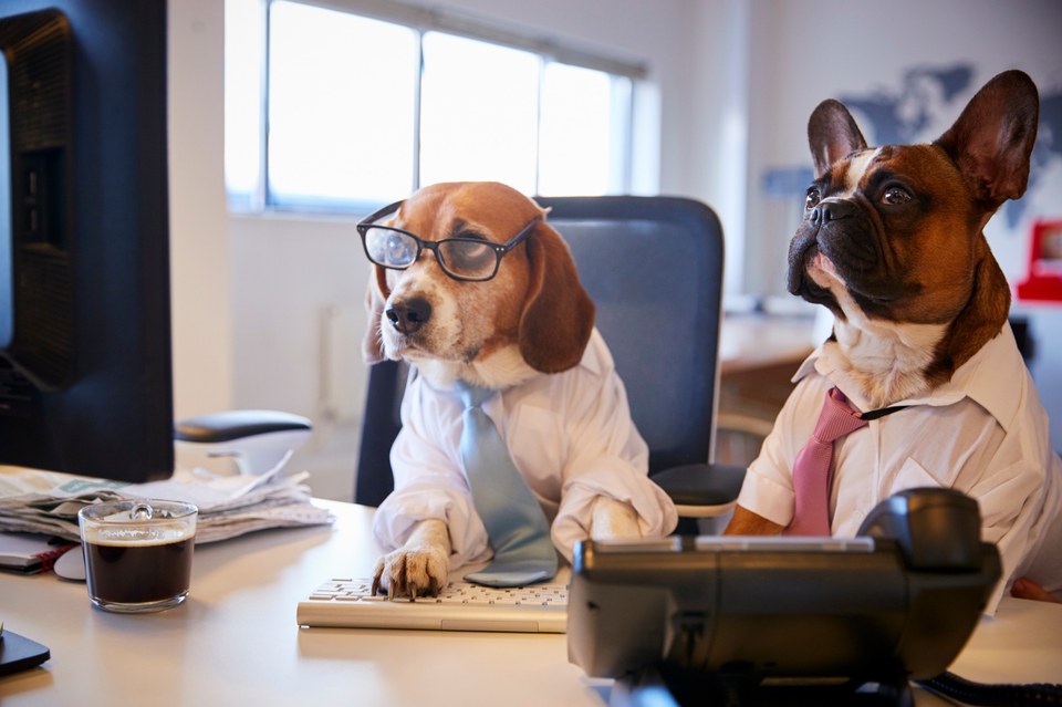 Two adorable dogs dressed in professional business attire sit at an office desk, playfully representing Bow Tie Mobile Pet Grooming's customer service team ready to answer your frequently asked questions. On the left, a tri-color Beagle wearing black-rimmed reading glasses, a crisp white dress shirt, and a light blue necktie peers intently at a computer monitor with paws on the keyboard — clearly researching answers about grooming packages, pricing, and monthly discounts. On the right, a handsome brindle French Bulldog in a white button-down shirt with a pink tie looks on attentively, ready to field questions about appointment scheduling and what's included in each service. The modern office setting includes a glass coffee cup, stacked newspapers, and a desk phone, creating a humorous 'hard at work' scene. This lighthearted image welcomes pet parents from Frisco, McKinney, Plano, Prosper, and The Colony neighborhoods like Richwoods, Windsong Ranch, and Lakes of Prosper who have questions about mobile grooming — from how long appointments take to whether you need to be home when the van arrives.