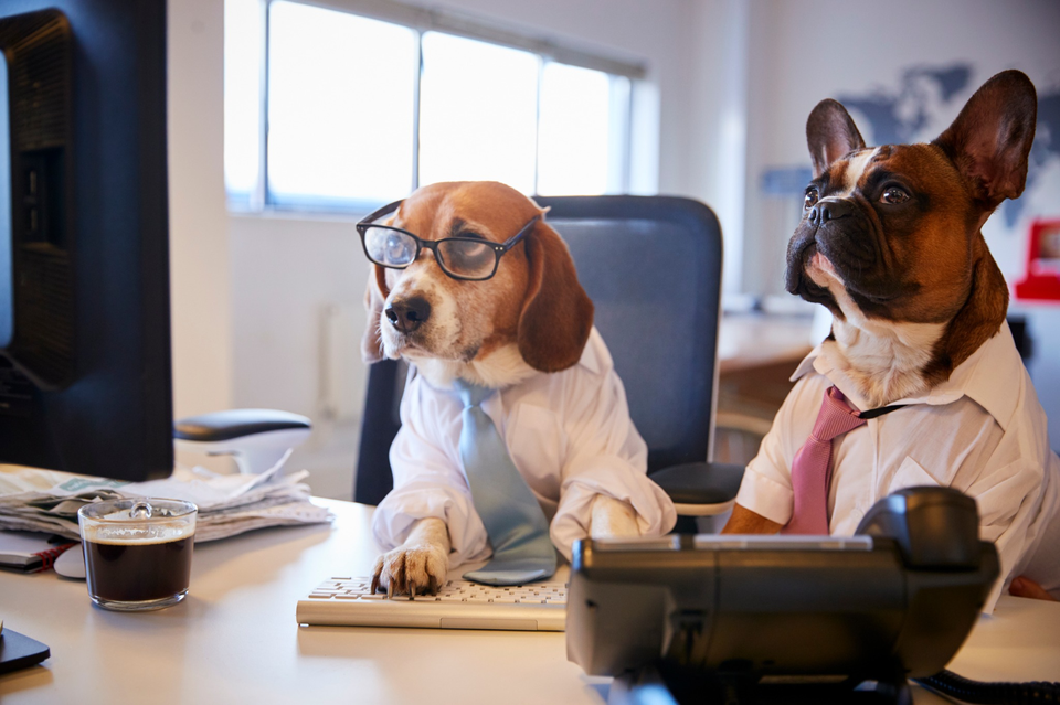 Two dogs dressed in business attire sitting at an office desk with a computer and coffee, representing Bow Tie Grooming's lighthearted FAQ section