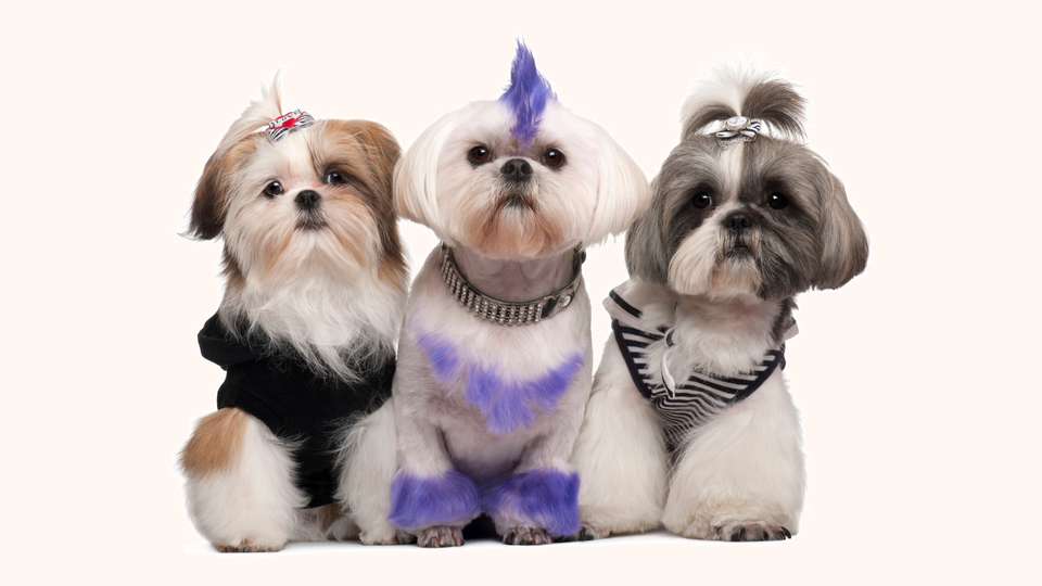Three beautifully groomed Shih Tzus sit side by side, showcasing the creative styling options available through Bow Tie Mobile Pet Grooming's Cut & Style packages for pet parents in Frisco, McKinney, Plano, Prosper, and The Colony. The first pup on the left wears a cute red and white hair bow with a cozy black sweater, sporting a classic brown and white coat. The center Shih Tzu steals the show with a playful purple mohawk, matching purple-dyed chest stripes and paw accents, and a sparkly rhinestone collar — demonstrating the fun, creative grooming customizations available upon request. The third pup on the right features a gray and white coat with an elegant silver topknot bow and a stylish black-and-white striped bandana. All three dogs display the calm, well-groomed demeanor that comes from Bow Tie's stress-free, one-on-one mobile grooming experience. Before booking your pet's transformation in neighborhoods like Star Trail, Artesia, or Phillips Creek Ranch, review Bow Tie's clear policies on scheduling, cancellations, pet health requirements, and what to expect before, during, and after your appointment.
