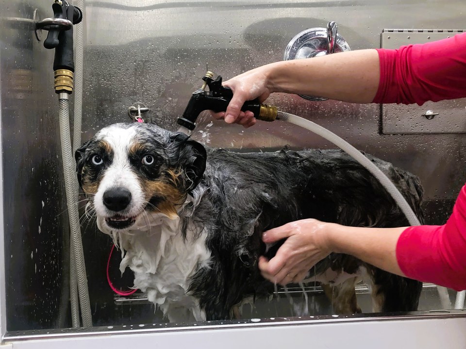 Australian Shepherd with striking blue eyes receiving a Bath & Brush package treatment inside Bow Tie's mobile grooming van during an at-home appointment in Stonebridge Ranch, McKinney, TX. The dog stands calmly in the stainless steel bathing station, coat lathered with premium shampoo while the groomer uses a handheld sprayer to rinse thoroughly. The dog's relaxed expression reflects the gentle, stress-free experience of Bow Tie's one-on-one mobile grooming service. The Bath & Brush package includes a warm hydro-massage bath, gentle blow-dry, ear cleaning, brushing and detangling, nail trim, and a complimentary PETCHECK wellness scan — all performed at your doorstep in Frisco, Plano, McKinney, Prosper, and The Colony.