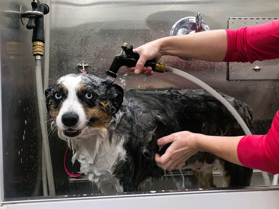 Australian Shepherd with striking blue eyes receiving a Bath & Brush package treatment inside Bow Tie's mobile grooming van during an at-home appointment in Stonebridge Ranch, McKinney, TX. The dog stands calmly in the stainless steel bathing station, coat lathered with premium shampoo while the groomer uses a handheld sprayer to rinse thoroughly. The dog's relaxed expression reflects the gentle, stress-free experience of Bow Tie's one-on-one mobile grooming service. The Bath & Brush package includes a warm hydro-massage bath, gentle blow-dry, ear cleaning, brushing and detangling, nail trim, and a complimentary PETCHECK wellness scan — all performed at your doorstep in Frisco, Plano, McKinney, Prosper, and The Colony.