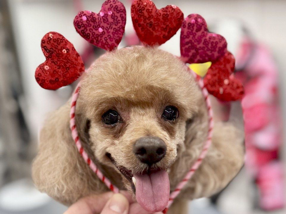 An apricot Miniature Poodle with an expertly styled teddy bear face, showcasing the precision and artistry of Bow Tie's Cut & Style package during a mobile grooming appointment in Red Wolf Estates, The Colony, TX. The dog's coat is flawlessly sculpted with smooth, rounded contours and a velvety finish that demonstrates the full-body haircut and tailored shaping included in this most-booked grooming package. Wearing a festive Valentine's Day headband adorned with red sequined hearts, the happy pup sticks out its tongue in a relaxed, joyful expression. The Cut & Style package includes everything in Trim & Tidy plus a full-body haircut, personalized shaping to match each pet's unique personality, and a premium finish for show-worthy shine. Bow Tie's mobile grooming brings this level of professional styling directly to homes throughout Frisco, Plano, McKinney, Prosper, and The Colony.