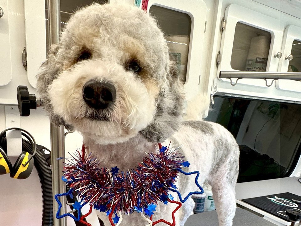 A cream-colored Goldendoodle freshly groomed with the Trim & Tidy package, standing proudly on the grooming table inside Bow Tie's mobile grooming van during an at-home grooming appointment in the Knolls of Frisco neighborhood. The dog's coat is neatly trimmed with a fluffy, teddy bear face and a shorter body clip, showcasing the light haircut and shape maintenance included in this package. The professional van interior shows grooming equipment including ear protection, clippers, and supply cabinets, reflecting the fully-equipped mobile salon. The Trim & Tidy package includes everything in Bath & Brush plus paw-pad trim, light haircut to maintain shape, and touch-ups of face, feet, or sanitary areas — perfect for keeping longer coats neat between full grooms. Available at your doorstep in Frisco, Plano, McKinney, Prosper, and The Colony.