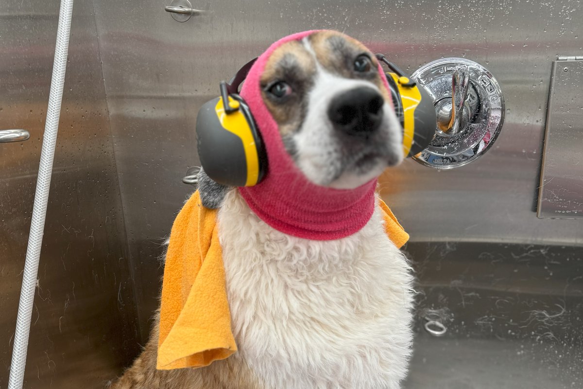 A calm dog wearing ear protection and a pink wrap inside the Bow Tie mobile grooming salon