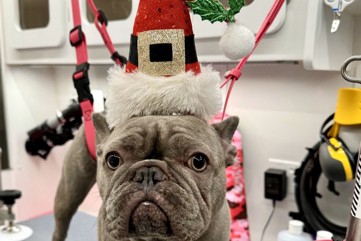 A freshly bathed dog wrapped in a paw-print towel after a calm mobile grooming session