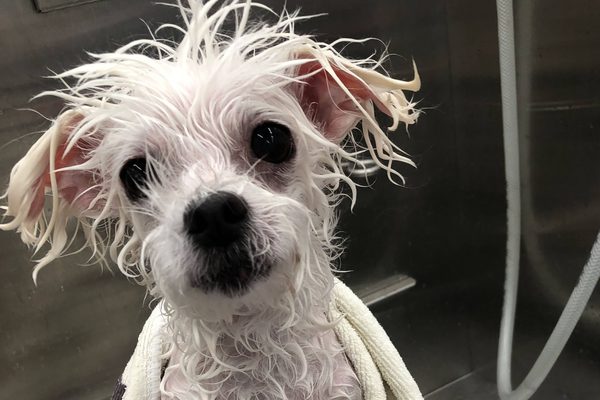 An anxious dog being gently groomed in the Bow Tie mobile salon