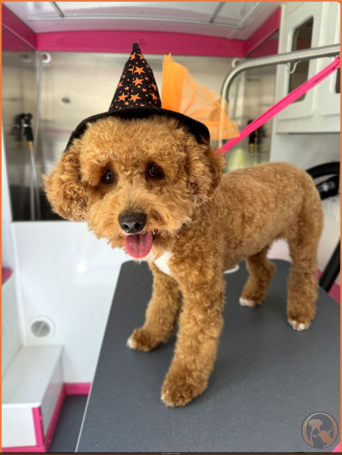 A freshly groomed Goldendoodle wearing a Halloween hat standing on the grooming table in the Bow Tie mobile salon
