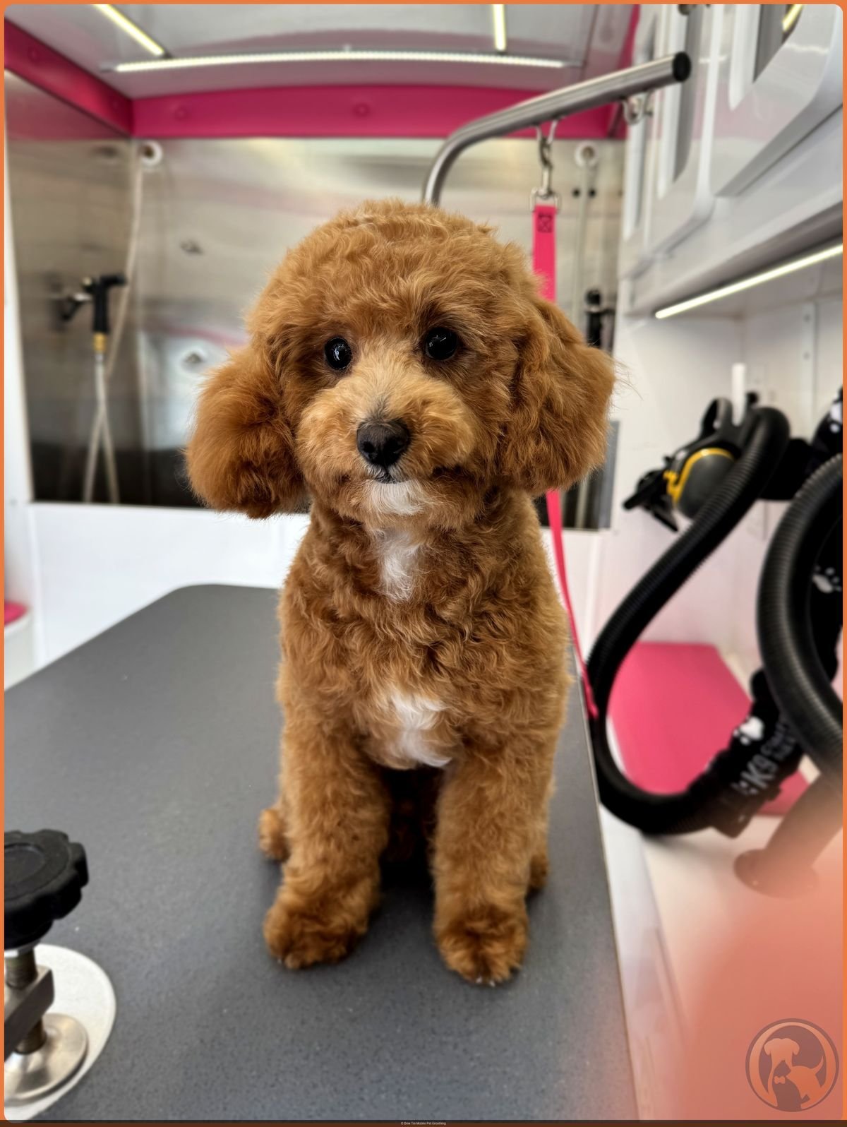 A chocolate-and-white parti Goldendoodle puppy looking up from the grooming table inside the Bow Tie mobile salon