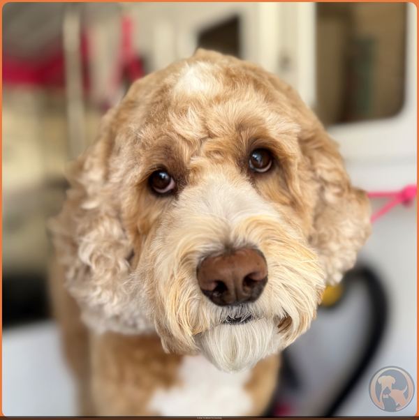 Close-up of a Goldendoodle with soulful brown eyes in the Bow Tie mobile salon