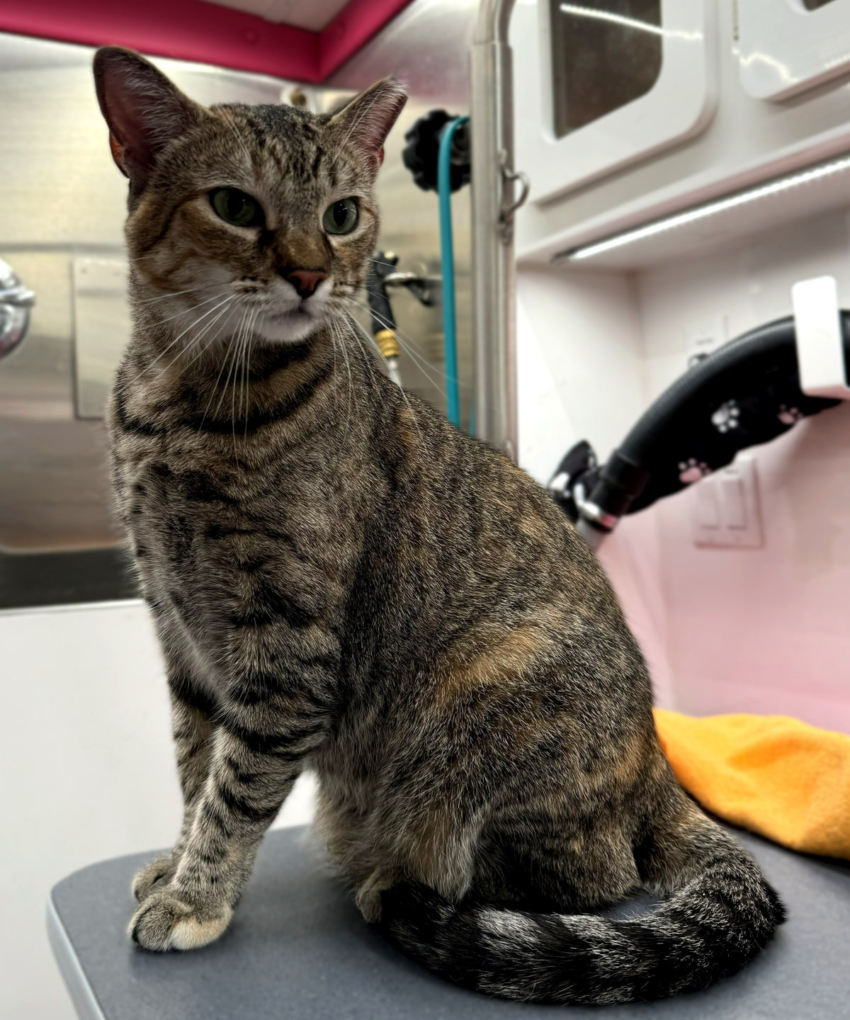 A short-haired brown tabby cat sitting alert on the grooming table inside the Bow Tie mobile grooming van