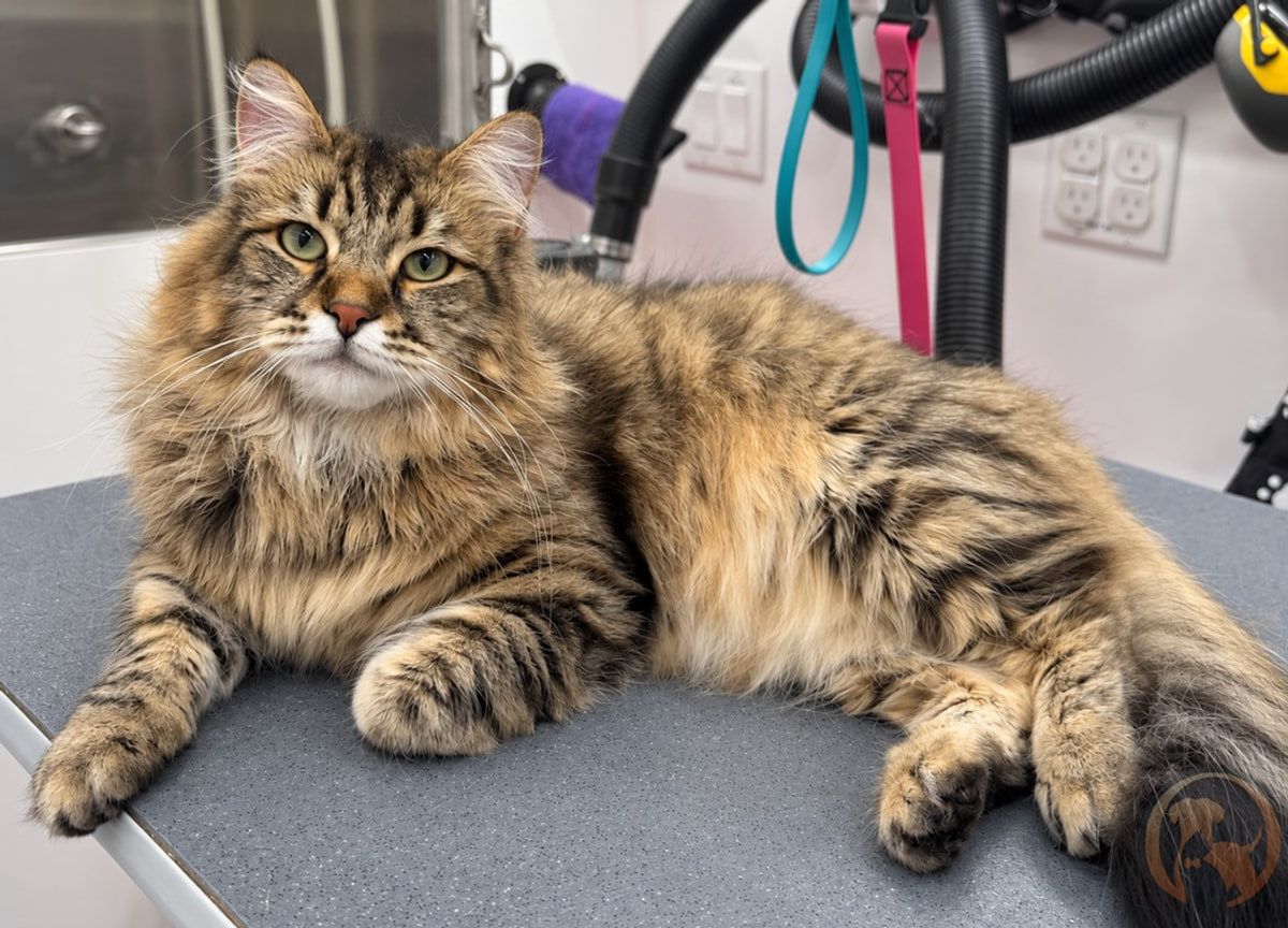 A long-haired brown tabby cat lying calmly on the grooming table inside the Bow Tie mobile grooming van in Frisco, TX