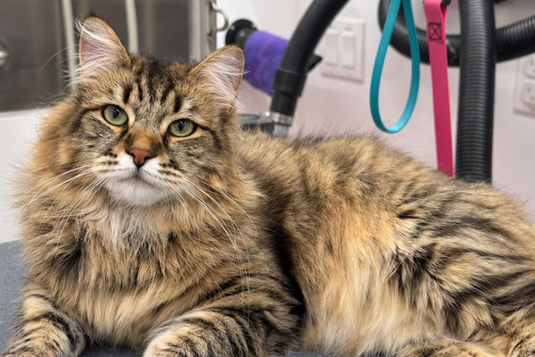 A long-haired brown tabby cat lying calmly on the grooming table inside the Bow Tie mobile grooming van in Frisco, TX