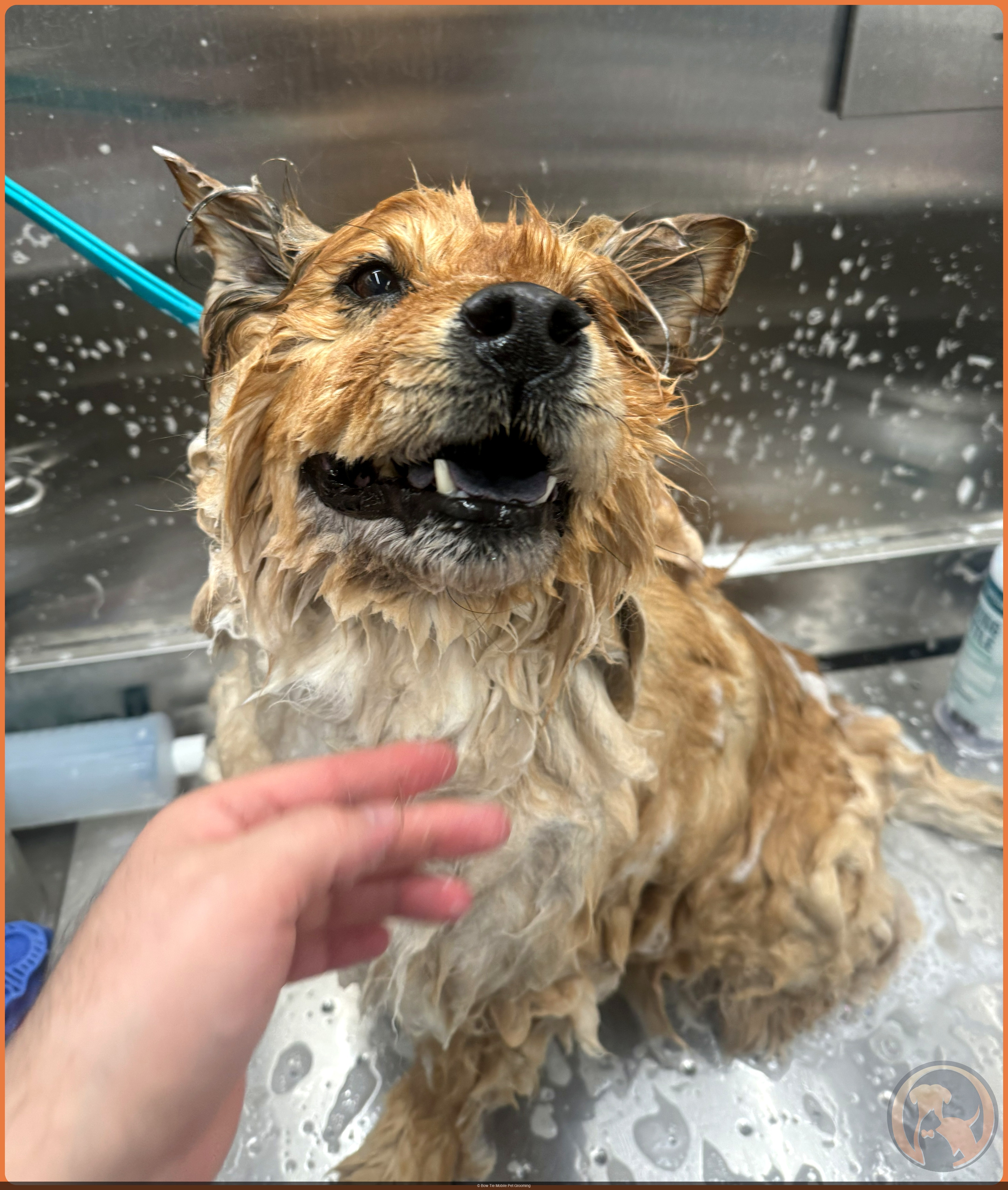 A happy dog smiling during bath time in the Bow Tie mobile grooming van