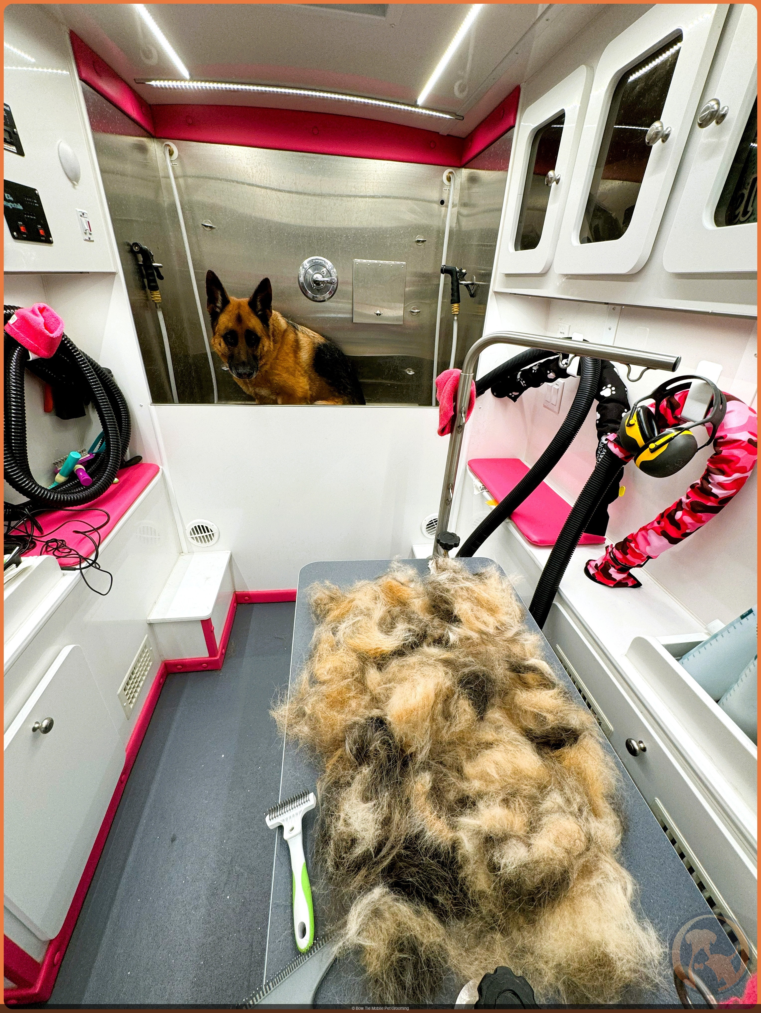 A German Shepherd waiting calmly inside the Bow Tie mobile grooming van in Frisco, TX