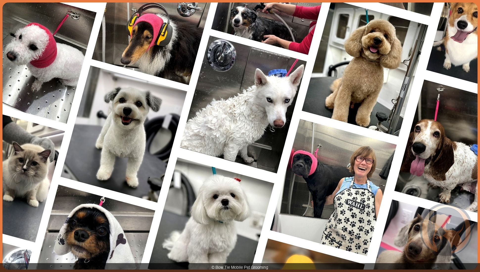 Collage of dogs and cats groomed by Bow Tie Mobile Pet Grooming in Frisco, TX