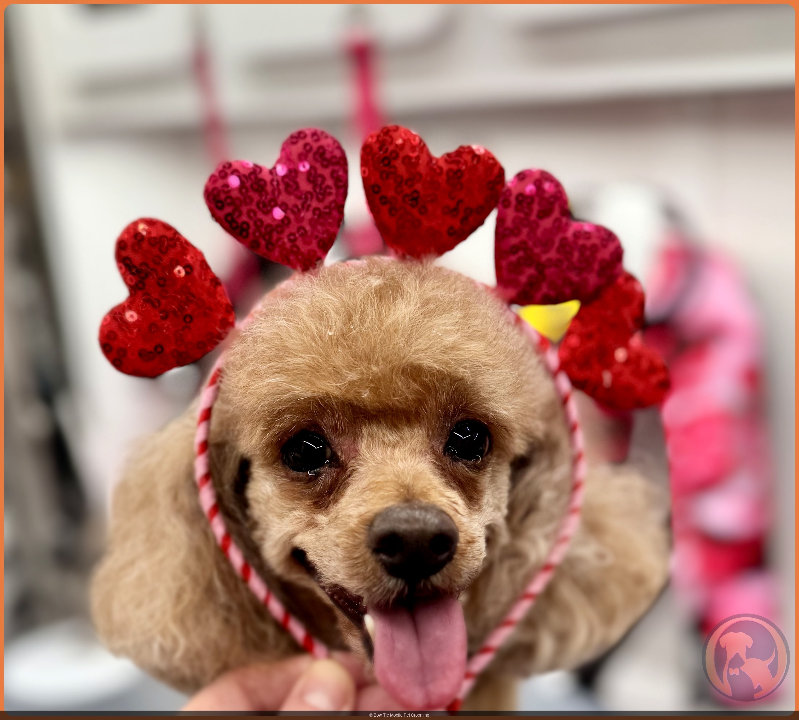 A smiling apricot poodle wearing a red heart headband during a Bow Tie mobile grooming appointment in Plano, TX