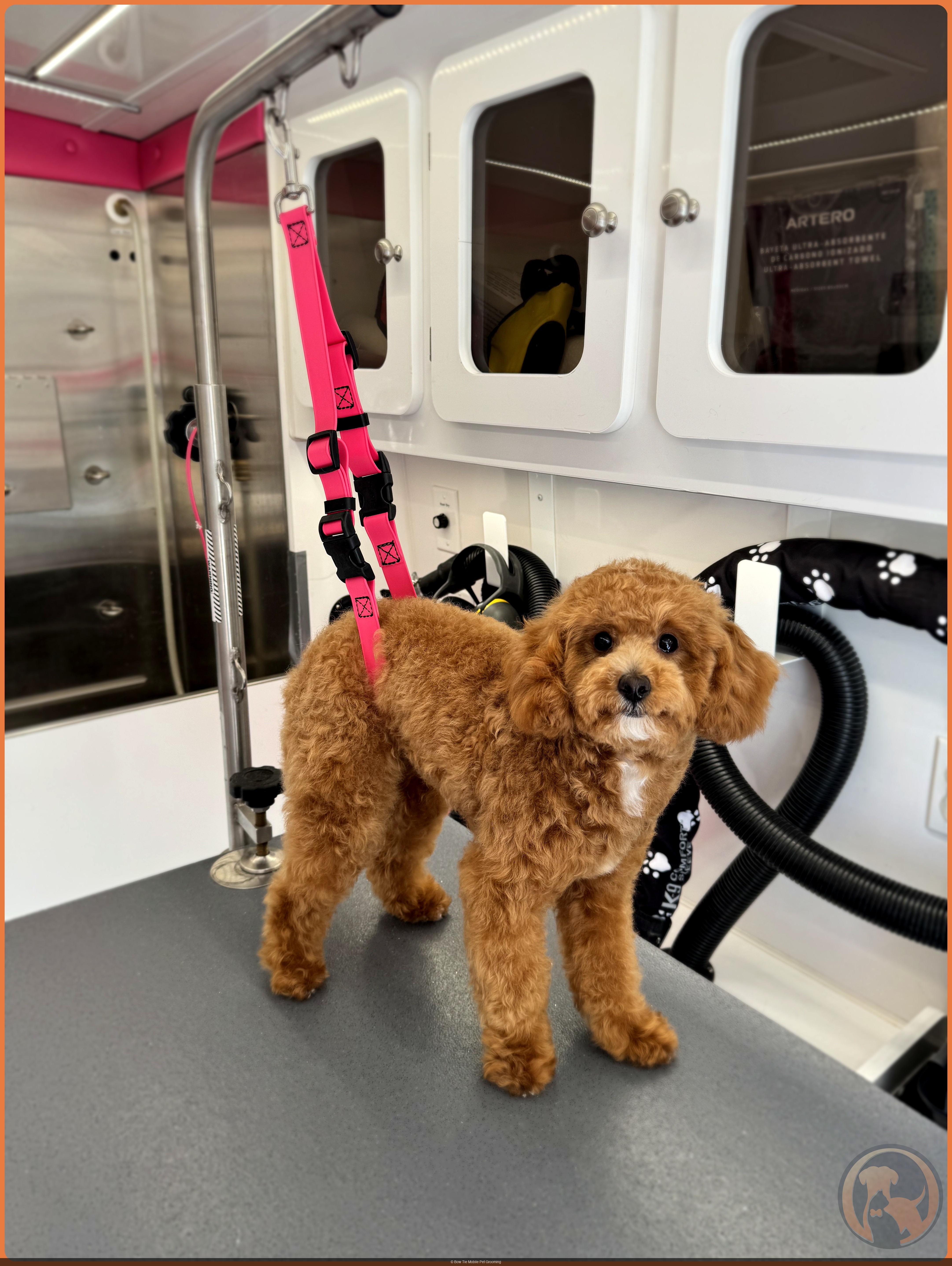 A small red toy poodle puppy standing on the grooming table inside the Bow Tie mobile grooming van in Plano, TX