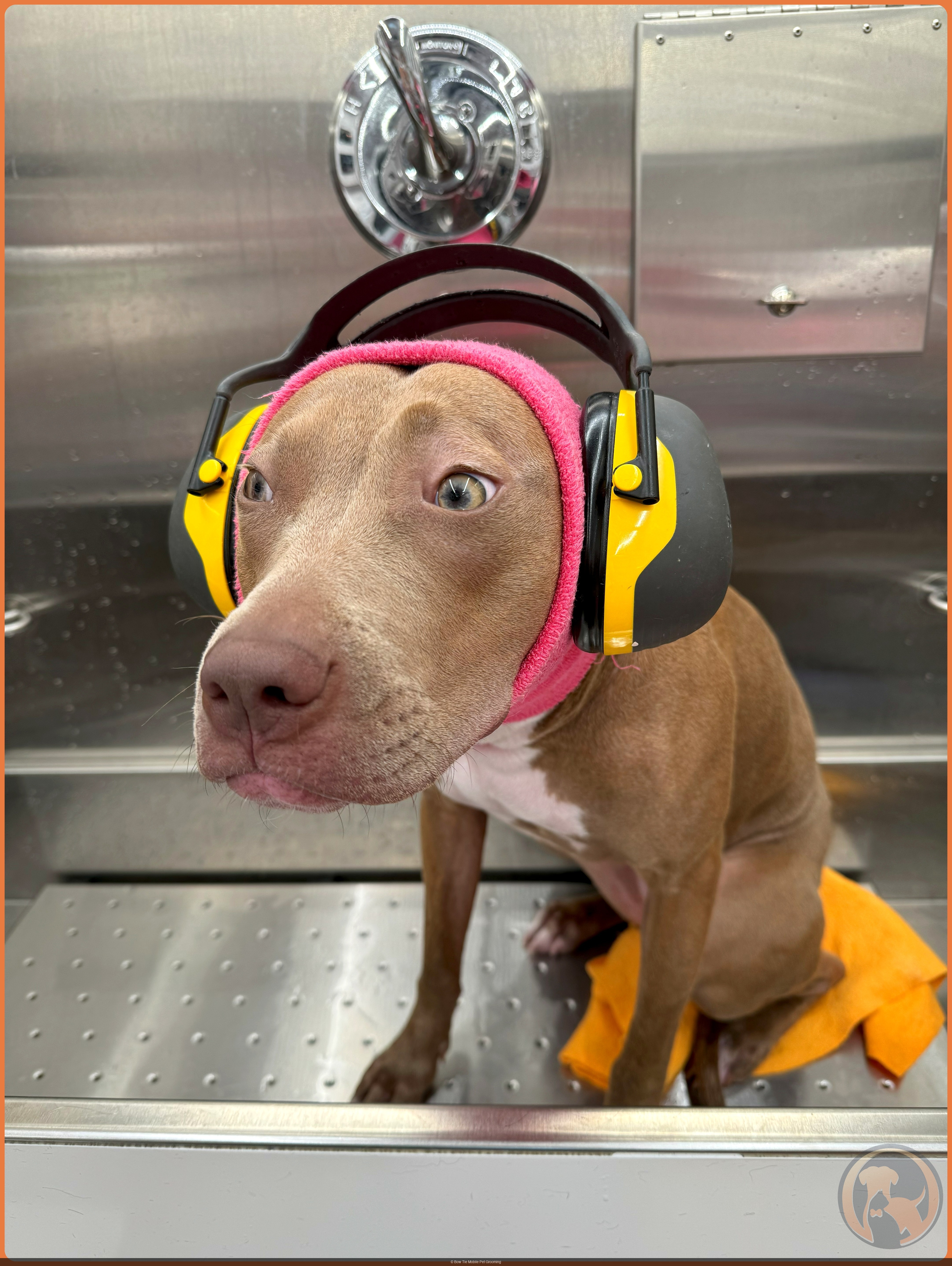 A Pit Bull with green eyes looking up trustingly while wearing noise-canceling ear protection during a Bow Tie mobile grooming appointment