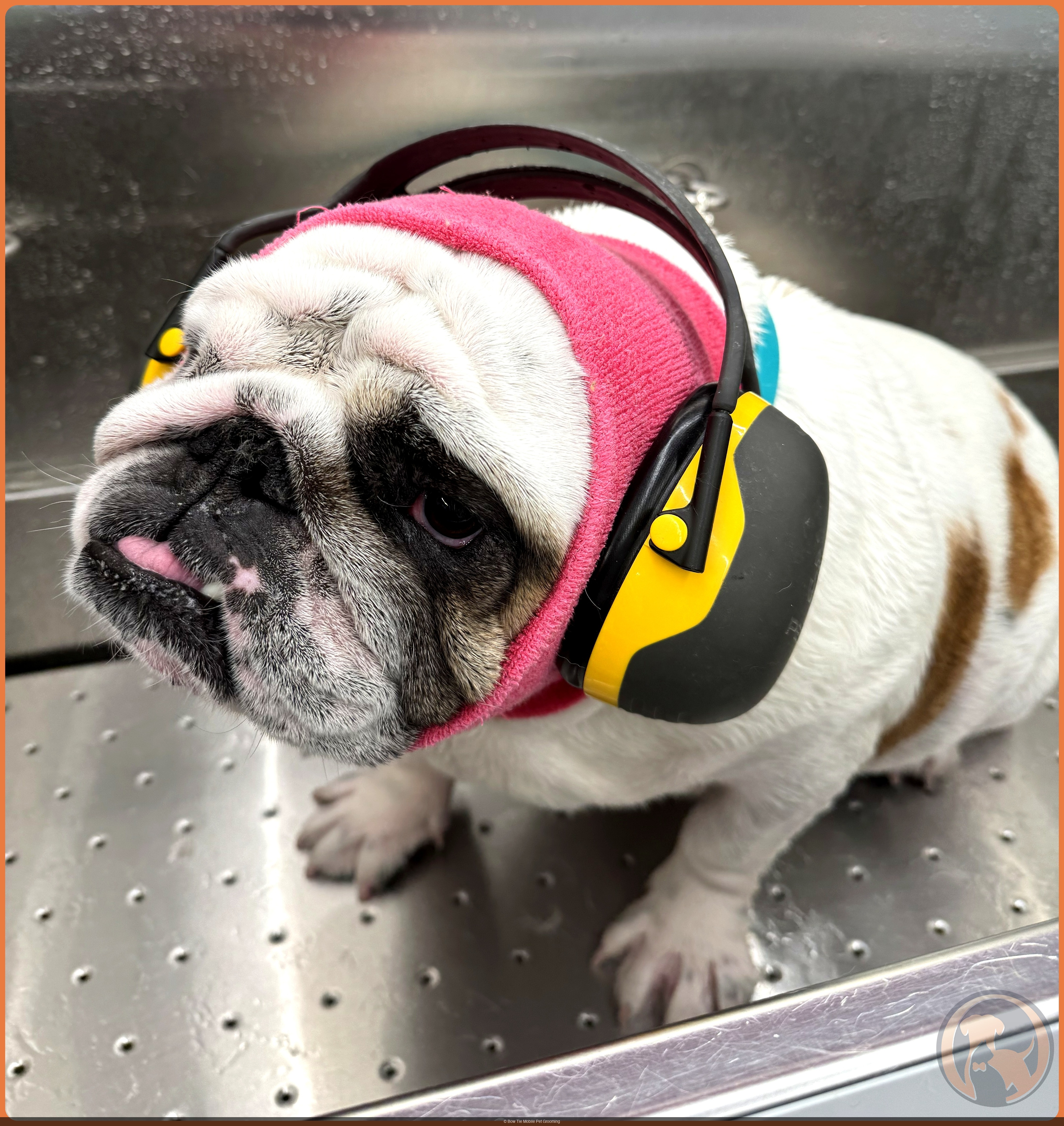 An English Bulldog wearing noise-canceling ear protection with a tiny tongue blep during a Bow Tie mobile grooming appointment