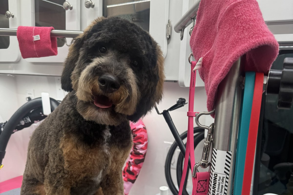 A calm doodle sitting on the grooming table inside the Bow Tie mobile salon
