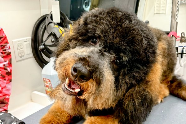 A relaxed Bernedoodle lying on the grooming table inside the Bow Tie mobile salon