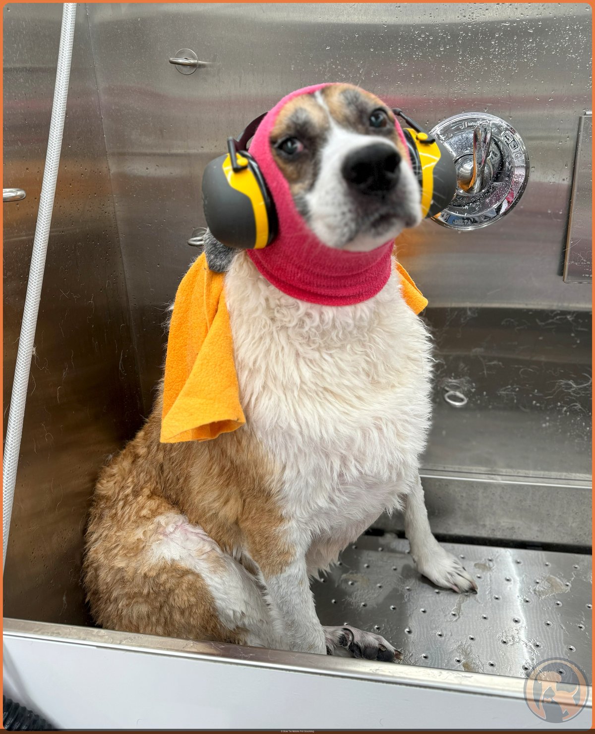 A senior tricolor terrier-mix sitting calmly in the bath wearing a pink Happy Hoodie, yellow ear protection, and an orange towel during a Bow Tie mobile grooming appointment