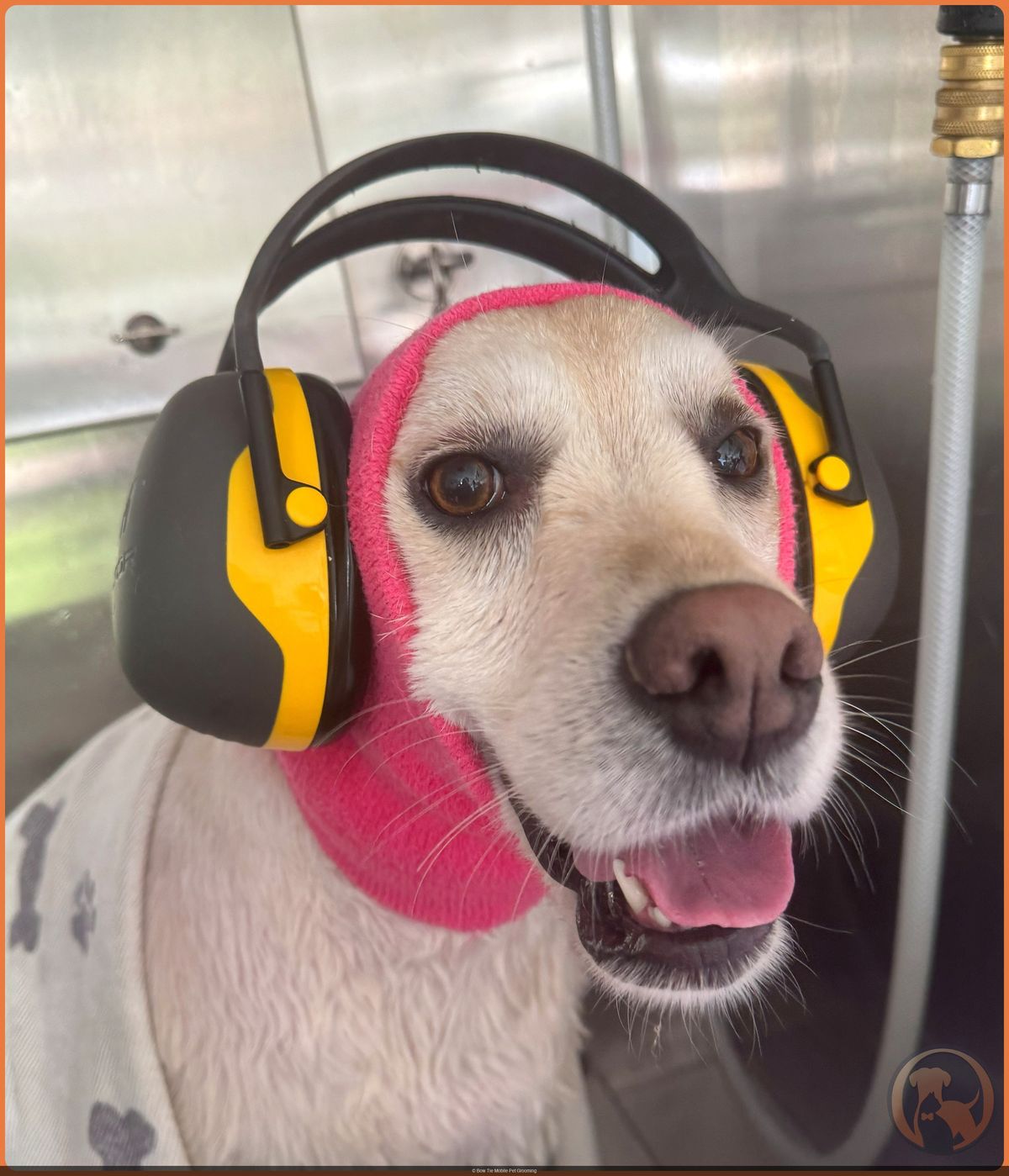 A senior dog wearing ear protection and a pink wrap, smiling in the Bow Tie mobile salon