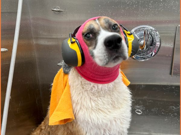 A senior dog wearing ear protection sitting in the tub inside the Bow Tie mobile salon