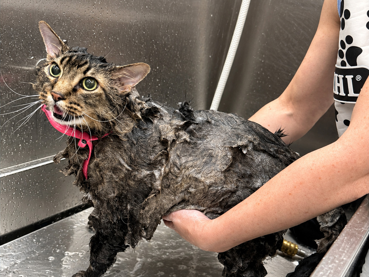 Mobile Dog & Cat Grooming · Frisco, McKinney, Plano · 5.0⭐ · 350+ Reviews