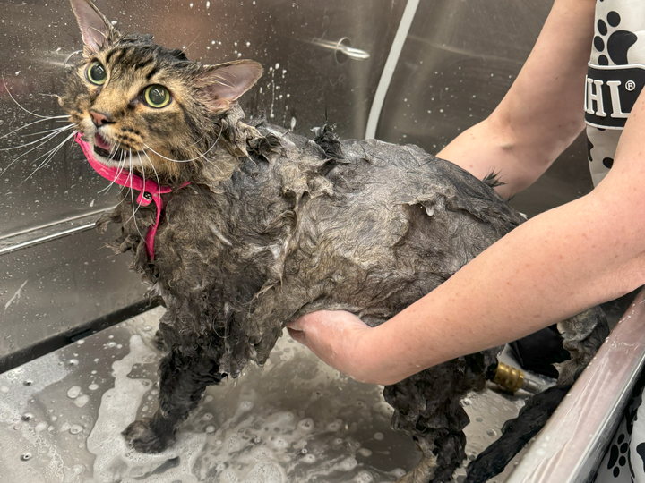 Tabby cat receiving a gentle bath inside Bow Tie's mobile grooming van