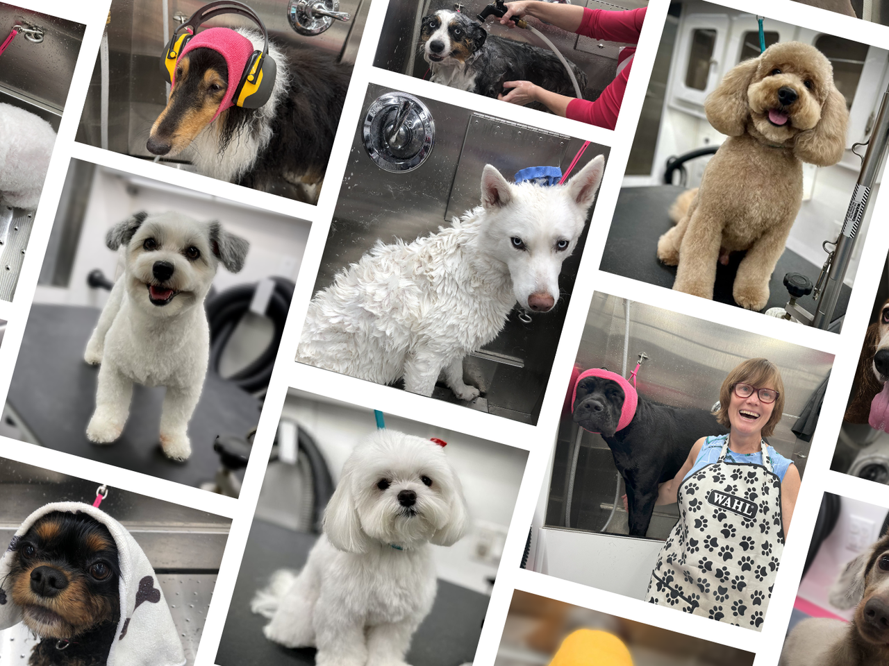 Collage of Bow Tie Mobile Grooming services and groomed pets in Frisco, Plano, Prosper and the Colony