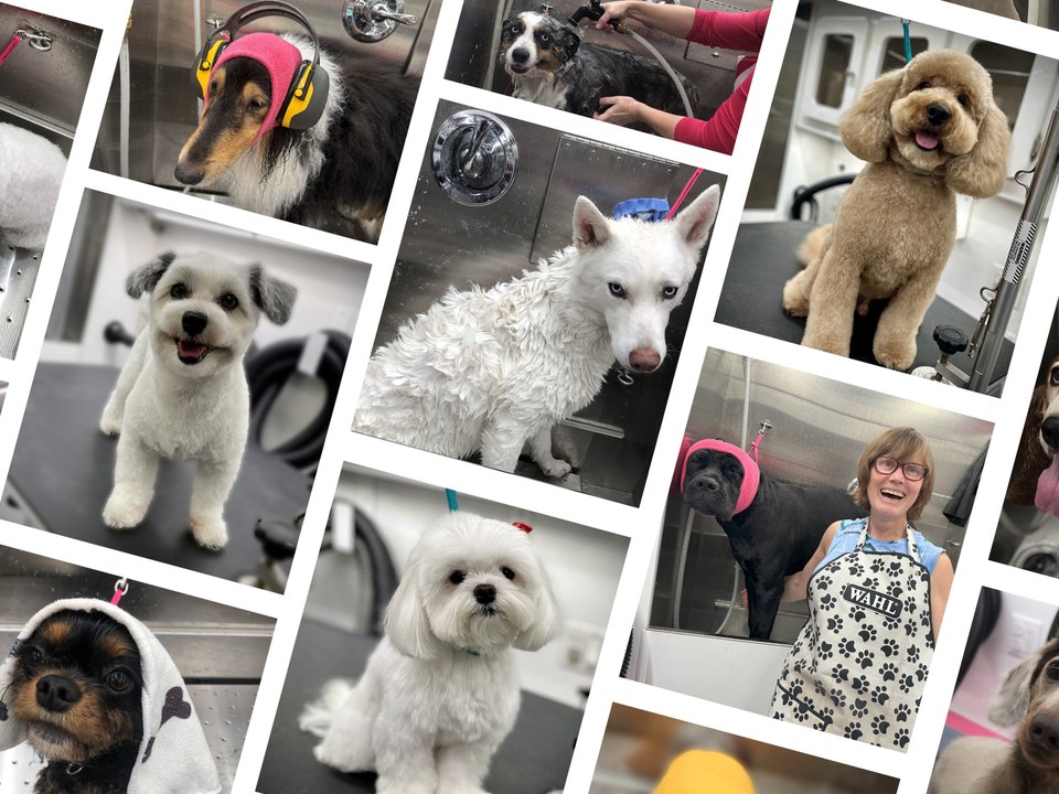 Photo collage showcasing Bow Tie Mobile Pet Grooming's full range of dog and cat grooming services inside the state-of-the-art mobile salon. Featured are dogs of various breeds and sizes from neighborhoods across Frisco, McKinney, Plano, Prosper, and The Colony — including Newman Village, The Preserve, Adriatica Village, Stonebridge Ranch, Windhaven, Legacy West, Star Trail, Artesia, The Tribute, and Austin Ranch. The collage includes a Collie wearing pink ear protection during bath time, an Australian Shepherd being bathed with the Super Sudser, a fluffy apricot Goldendoodle with a perfectly styled teddy bear cut, a white Maltese with a pristine puppy cut, a white Husky mid-bath with a lathered coat, a happy white Maltipoo, a Cavalier King Charles Spaniel puppy wrapped in a cozy towel after a gentle first groom, and a black Cane Corso wearing pink ear protection alongside Helen in her signature paw print apron. The stainless steel bathing stations and professional grooming equipment visible throughout reflect the fully-equipped mobile van that brings stress-free grooming directly to your doorstep.