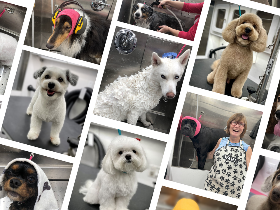 Photo collage showcasing Bow Tie Mobile Pet Grooming's full range of dog and cat grooming services inside the state-of-the-art mobile salon. Featured are dogs of various breeds and sizes from neighborhoods across Frisco, McKinney, Plano, Prosper, and The Colony — including Newman Village, The Preserve, Adriatica Village, Stonebridge Ranch, Windhaven, Legacy West, Star Trail, Artesia, The Tribute, and Austin Ranch. The collage includes a Collie wearing pink ear protection during bath time, an Australian Shepherd being bathed with the Super Sudser, a fluffy apricot Goldendoodle with a perfectly styled teddy bear cut, a white Maltese with a pristine puppy cut, a white Husky mid-bath with a lathered coat, a happy white Maltipoo, a Cavalier King Charles Spaniel puppy wrapped in a cozy towel after a gentle first groom, and a black Cane Corso wearing pink ear protection alongside Helen in her signature paw print apron. The stainless steel bathing stations and professional grooming equipment visible throughout reflect the fully-equipped mobile van that brings stress-free grooming directly to your doorstep.