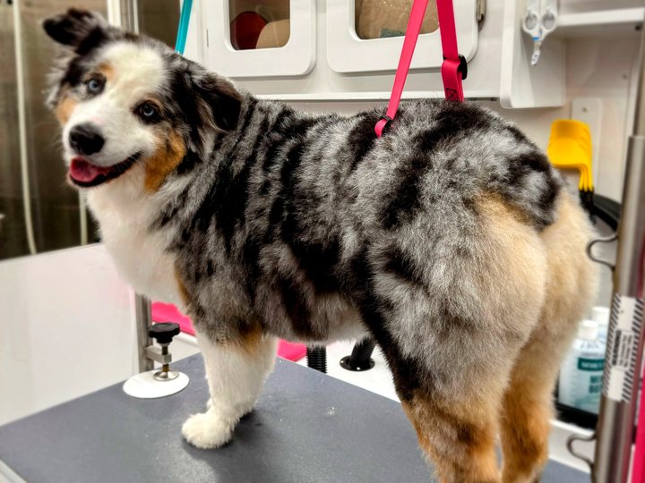 A freshly groomed blue merle Australian Shepherd standing on the table inside Bow Tie's mobile van